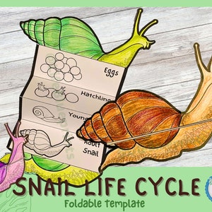 Actividad de aprendizaje del ciclo de vida del caracol plegable para niños / A4 y 11 x 8,5 pulgadas / Descarga digital /