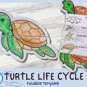 Foldable Turtle Life Cycle Learning Activity For Kids | A4 and 11x8.5 inch | Digital Download |
