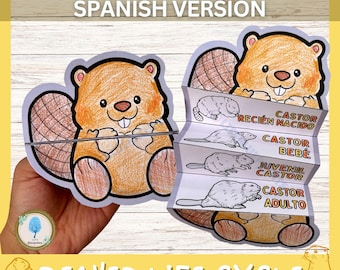 SPANISH Foldable Beaver Life Cycle Learning Activity For Kids | Digital Download | Montessori Kids Learning | Science Crafts