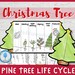PINE TREE Life Cycle Foldable Templates | Christmas Tree Life Cycle ...