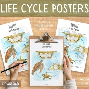 Studio sull'Unità del Ciclo di Vita della Tartaruga / Poster, Flashcard, Piano di lezione / Studio della natura, Scienza, Montessori, Scuola domiciliare / A4 / Download digitale