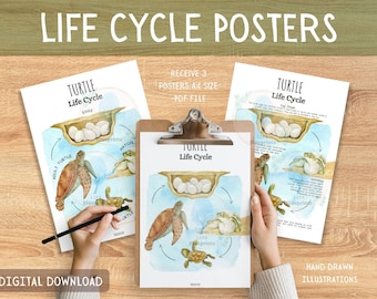 Turtle Life Cycle Unit Study | Poster, Flashcards, Lesson Plan | Nature Study, Science, Montessori, Homeschool | A4 | Digital Download