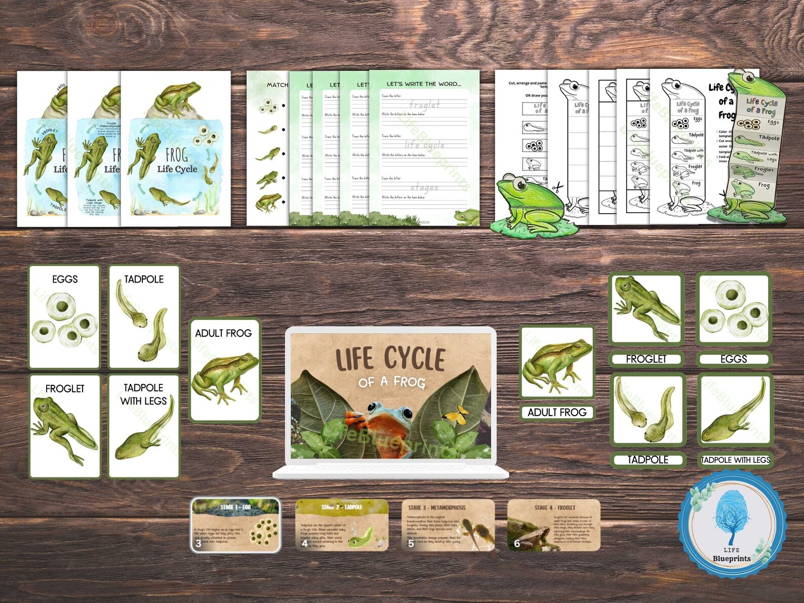 Frog Life Cycle Unit Study | Poster, Flashcards, Lesson Plan | Nature ...