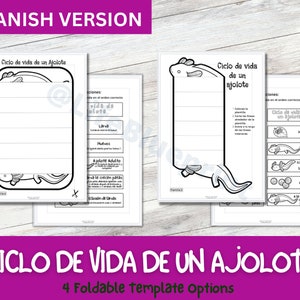 SPANISH Life Cycle of a Axolotl Foldable Life Cycle Craft Digital Download Montessori Kids Learning A4 and 11x8.5 inch image 6