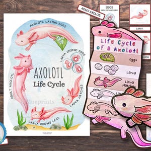 Axolotl Lebenszyklus Einheitsstudie | Enthält Poster, Karteikarten, Arbeitsblätter | Amphibien-Lebenszyklus Lernaktivität für Kinder | Wissenschaft Handwerk