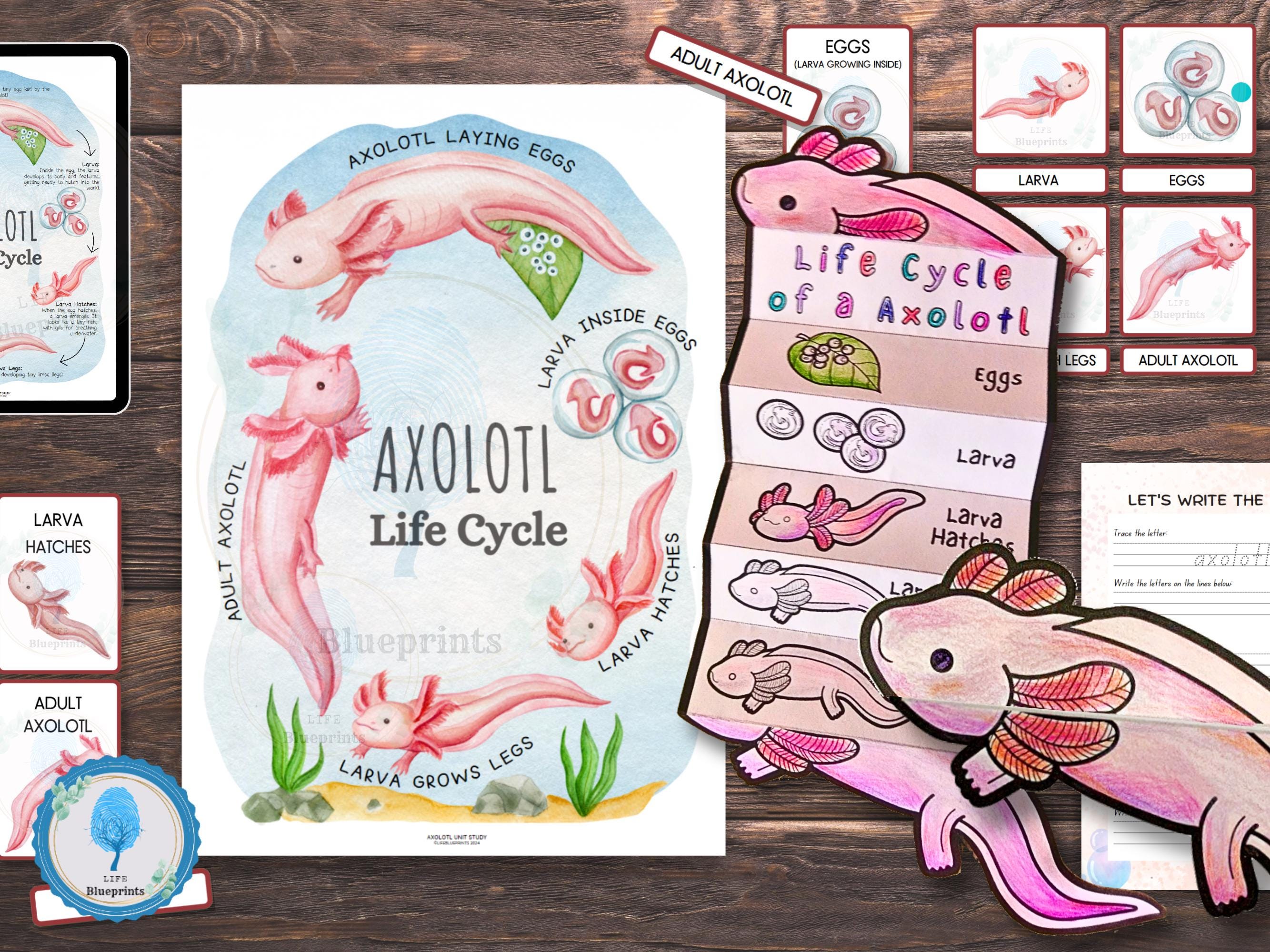 Axolotl Life Cycle Unit Study | Includes Posters, flashcards, worksheets | Amphibian life cycle  Learning Activity For Kids | Science Craft