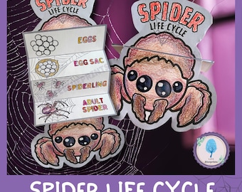 Life Cycle of a Spider Science Activity for Kids | Foldable Craft | Spider Unit | Halloween Unit | Digital Download | A4 | Cut and Paste