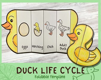 Foldable Duck Life Cycle Learning Activity For Kids | A4 and 11x8.5 inch | Digital Download |