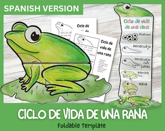 SPANISH Foldable Frog Life Cycle Learning Activity For Kids | A4 and 11x8.5 inch | Digital Download |