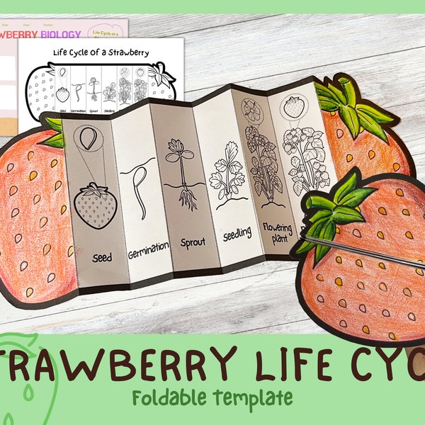 Foldable Strawberry Life Cycle Learning Activity For Kids | A4 and 11x8.5 inch | Digital Download |