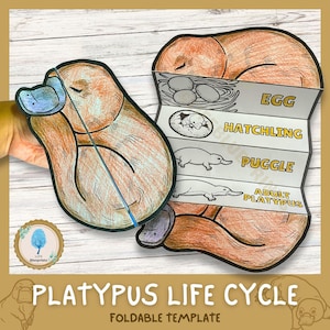 Platypus Life Cycle Science Activity for Kids | Foldable Craft | Platypus Study | Australian Animal Unit | Cut and Paste | Digital Download