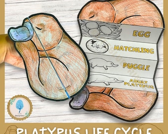 Platypus Life Cycle Science Activity for Kids | Foldable Craft | Platypus Study | Australian Animal Unit | Cut and Paste | Digital Download