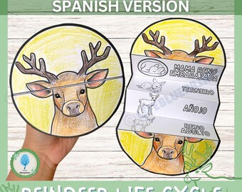 REINDEER Life Cycle Foldable Template | Christmas Activities, Christmas Coloring Page | Learning Activity For Kids | Science Worksheets