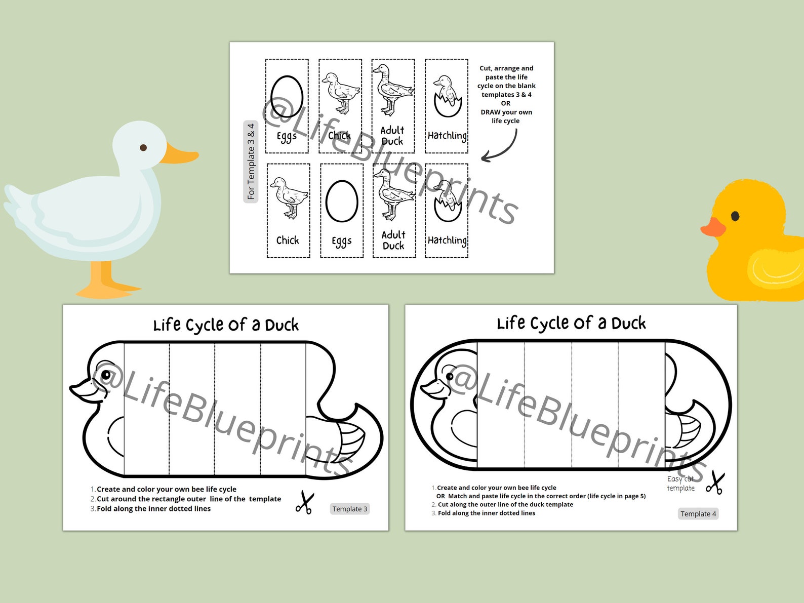 Foldable Duck Life Cycle Learning Activity for Kids A4 and 11x8.5 Inch