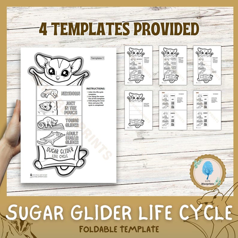 life cycle of a sugar glider science activity