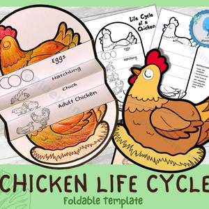Attività di apprendimento del ciclo di vita del pollo pieghevole per bambini / A4 e 11x8,5 pollici / Download digitale / Apprendimento Montessori