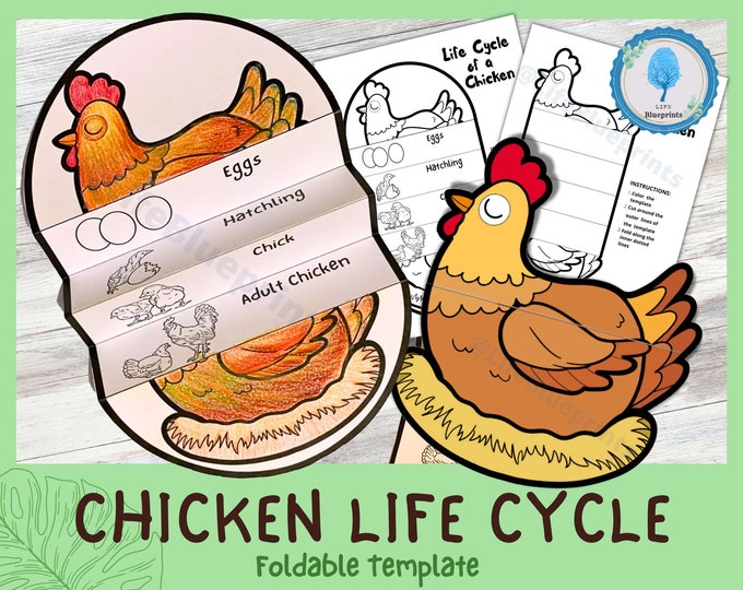 Foldable Chicken Life Cycle Learning Activity for Kids | A4 and 11x8.5 ...
