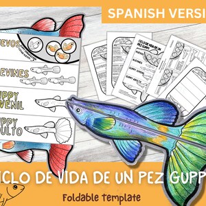 Actividad de aprendizaje del ciclo de vida de Guppy ESPAÑOL para niños / Aprendizaje Montessori / A4 y 11x8.5 pulgadas / Descarga digital / Hoja de trabajo imprimible /