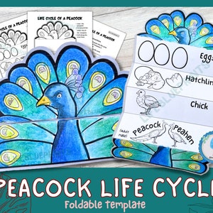 Può includere: Un modello pieghevole stampabile del ciclo di vita del pavone. Il modello include illustrazioni di un uovo di pavone, un pulcino, un pulcino, un pavone e una pavona. Il testo "Ciclo di vita del pavone" e "Modello pieghevole" è incluso.
