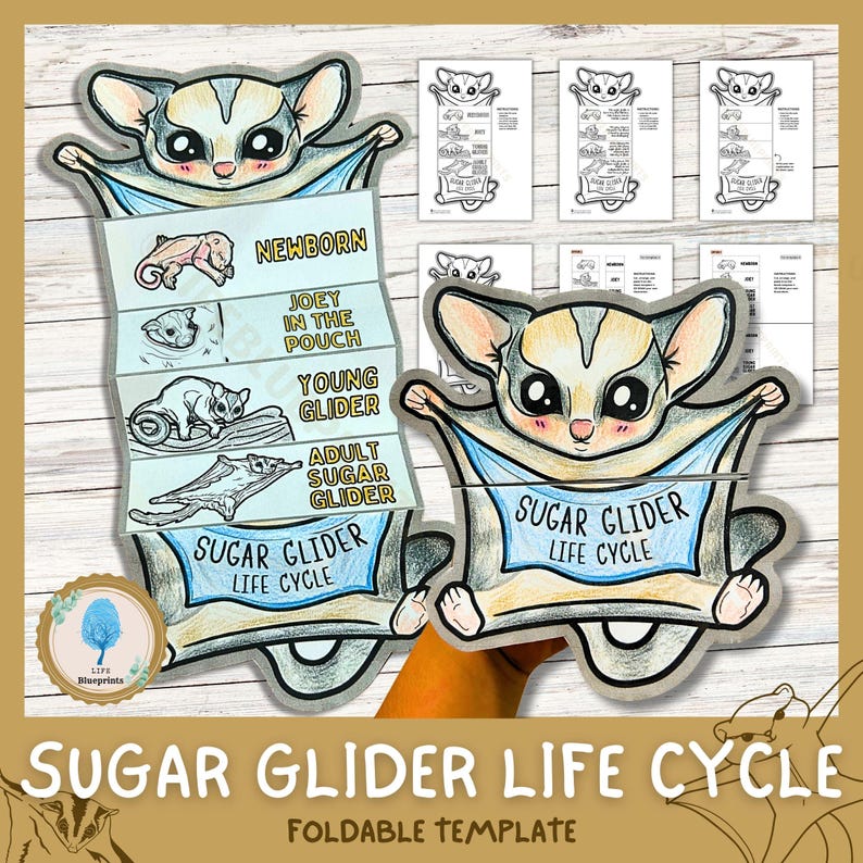 Sugar glider life cycle, science worksheet