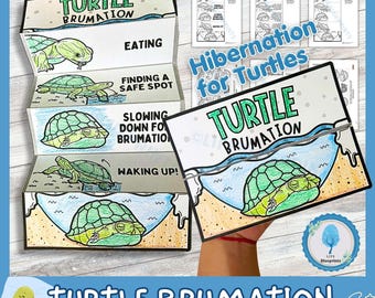 Turtle Brumation Foldable Activity | How Reptiles Hibernate | Montessori Classroom | Interactive Science Printable Craft | A4 Size