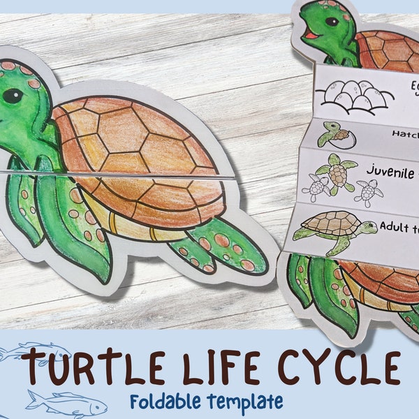 Foldable Turtle Life Cycle Learning Activity For Kids | A4 and 11x8.5 inch | Digital Download |