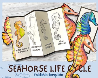 Foldable Seahorse Life Cycle Learning Activity For Kids | Marine life unit study | A4 and 11x8.5 inch | Digital Download |