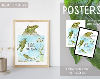 Frog Life Cycle Poster, Flashcards, Lesson Slides | Nature Study, Science, Montessori, Homeschool | A4 and 11x8.5 inch | Digital Download