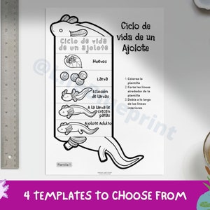 SPANISH Life Cycle of a Axolotl Foldable Life Cycle Craft Digital Download Montessori Kids Learning A4 and 11x8.5 inch image 2