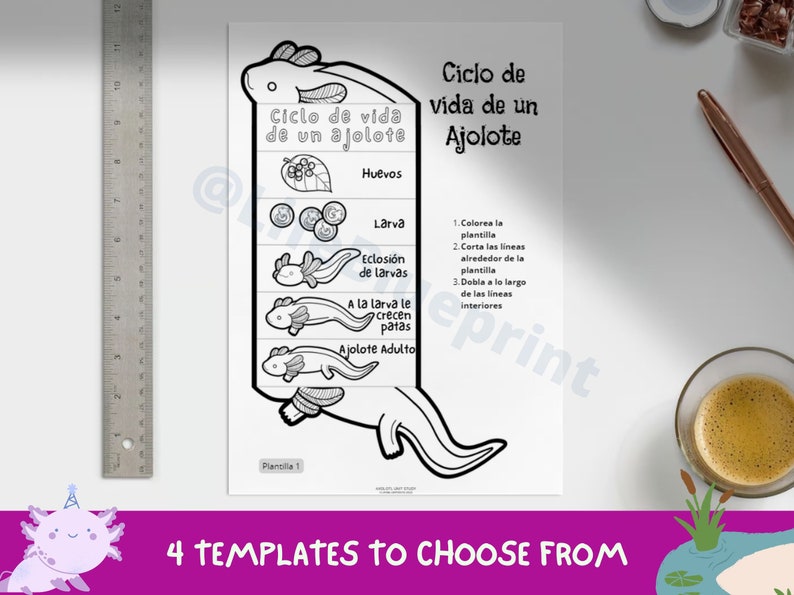 SPANISH Life Cycle of a Axolotl Foldable Life Cycle Craft Digital Download Montessori Kids Learning A4 and 11x8.5 inch image 2