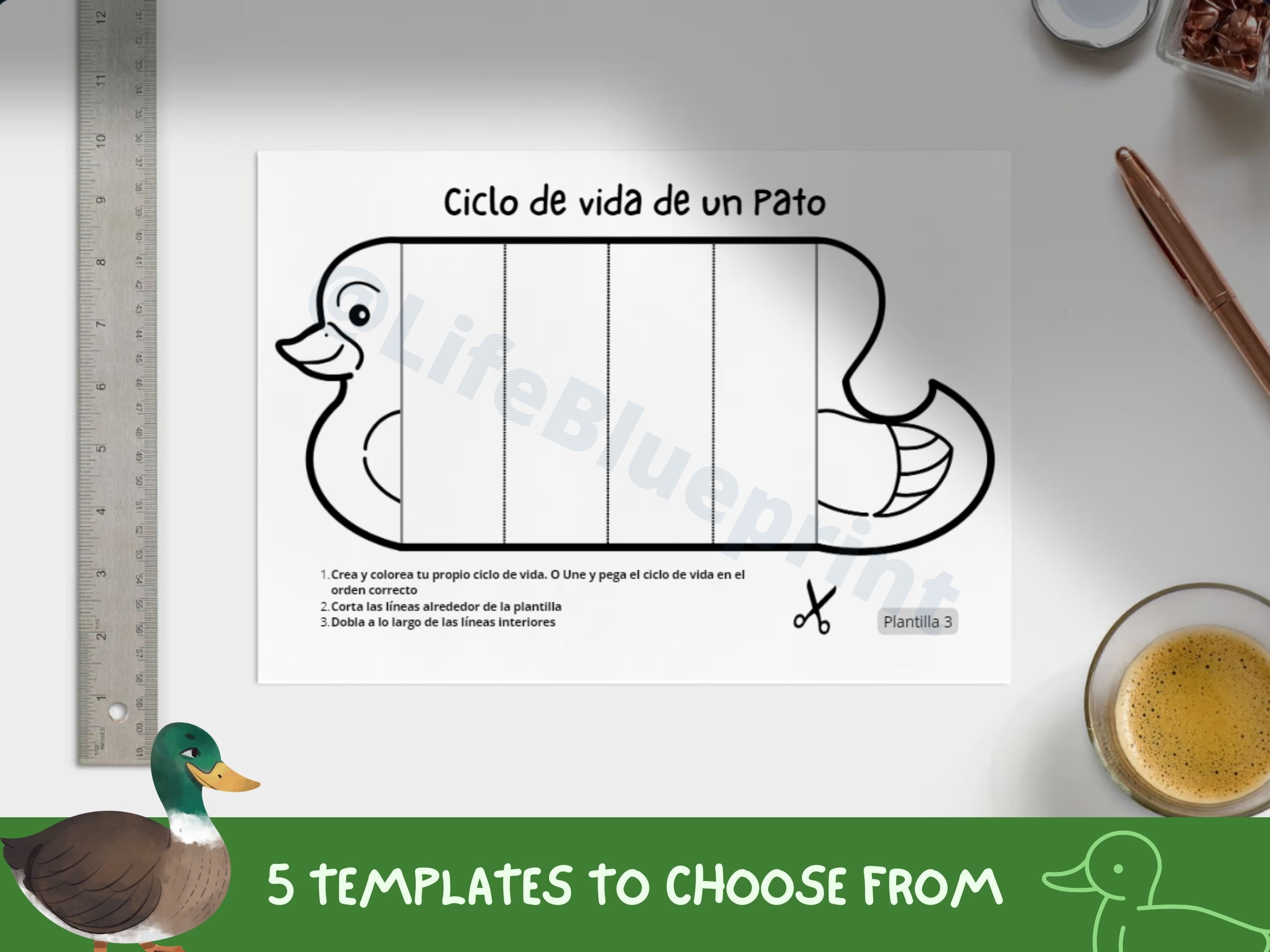ESPAÑOL Ciclo de vida de un pato / Manualidad de ciclo de vida plegable /  Manualidades científicas / Descarga digital / Aprendizaje para niños  Montessori / A4 y 11x8.5 pulgadas - Etsy México, image size:2667x2000