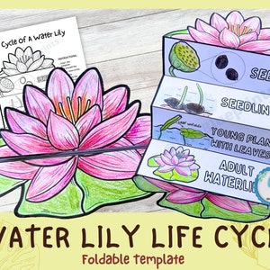Foldable Water Lily Life Cycle Learning Activity For Kids | Plant Study | Montessori Science Craft |  A4 and 11x8.5 inch | Digital Download
