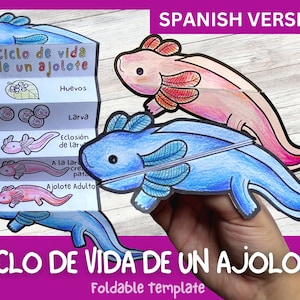 SPANISH Life Cycle of a Axolotl | Foldable Life Cycle Craft | Digital Download | Montessori Kids Learning | A4 and 11x8.5 inch