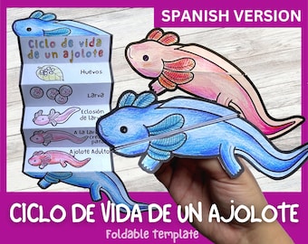 SPAANSE levenscyclus van een Axolotl | Opvouwbaar levenscyclusvaartuig | Digitale download | Montessori-kinderen leren | A4 en 11x8,5 inch