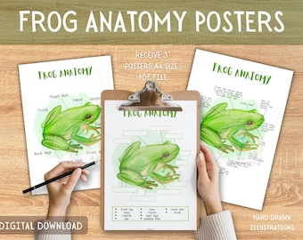 Frog Anatomy Poster,  Nature Study, Science, Montessori, Homeschool | Science Poster| A4 |  Digital Download