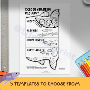 SPANISH Guppy Life Cycle Learning Activity For Kids Montessori spanish-guppy-life-cycle-learning-activity-for-kids-montessori