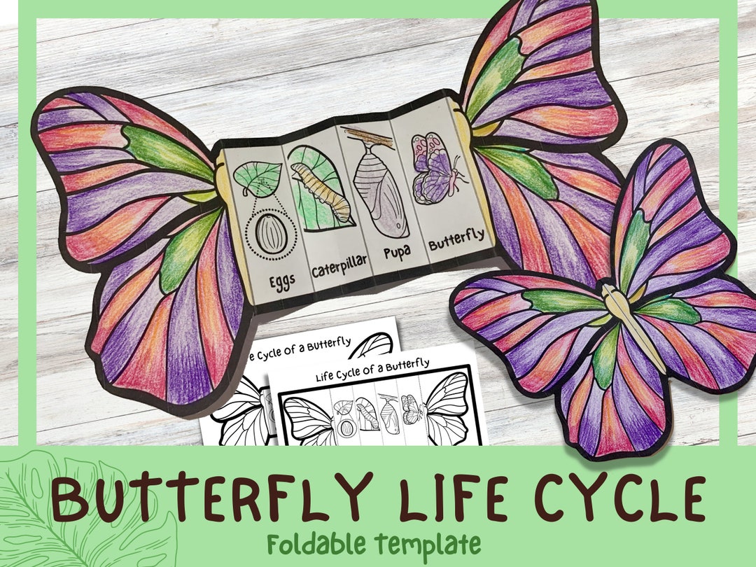 Foldable Butterfly Life Cycle Learning Activity for Kids  A4