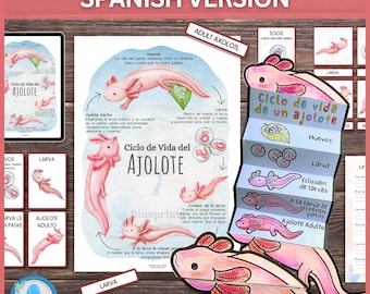 SPANISH Axolotl Life Cycle Unit Study | Includes Posters, flashcards, worksheets | Amphibian life cycle | Science Crafts