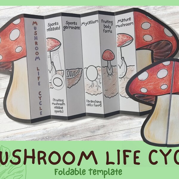 Foldable Mushroom Life Cycle Learning Activity For Kids | A4 and 11x8.5 inch | Digital Download | Montessori Material Printable