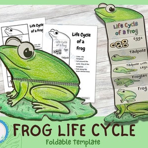 Puede incluir: Una plantilla de ciclo de vida de la rana plegable imprimible. La plantilla presenta una rana verde sentada en un nenúfar. La parte plegable muestra las etapas del ciclo de vida de una rana: huevos, renacuajo, renacuajo con patas, renacuajo y rana.