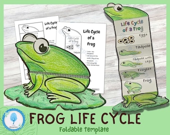 Foldable Frog Life Cycle Learning Activity for Kids A4 and 11x8