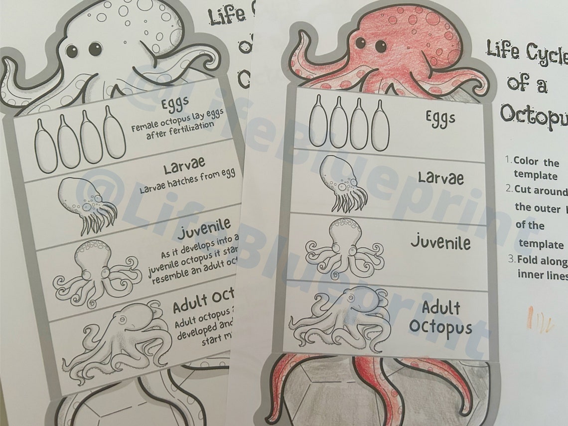 Foldable Octopus Life Cycle Learning Activity for Kids A4 and 11x8.5 Inch Digital Download Etsy