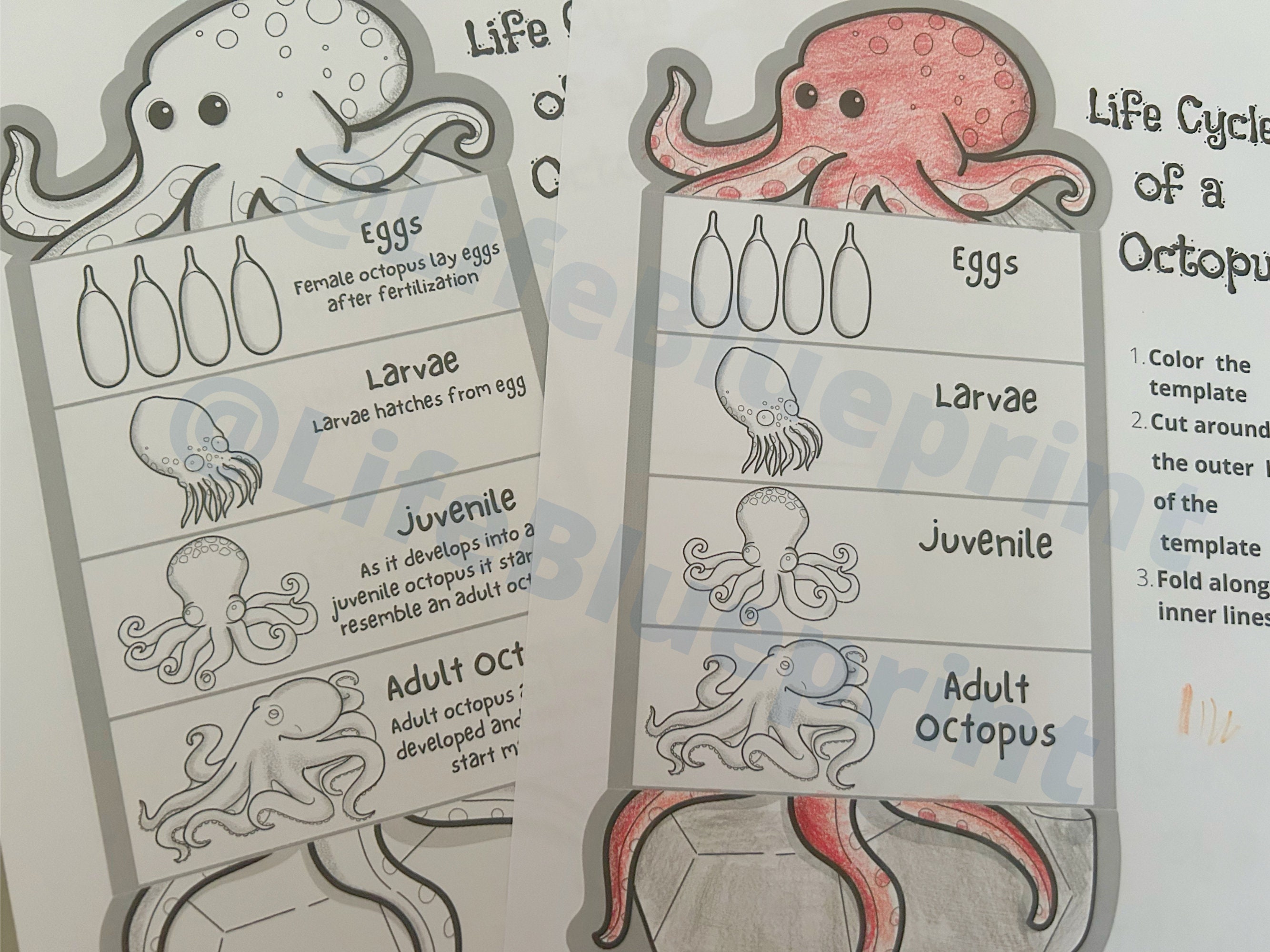 Foldable Octopus Life Cycle Learning Activity for Kids A4 and 11x8.5