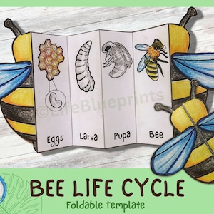 Foldable Bee Life Cycle Learning Activity For Kids | A4 and 11x8.5 inch | Digital Download