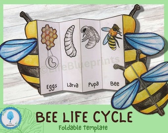 Foldable Bee Life Cycle Learning Activity For Kids | A4 and 11x8.5 inch | Digital Download