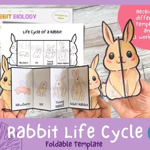 Actividad de aprendizaje plegable sobre el ciclo de vida del conejo para niños / Formato A4 y 11 x 8,5 pulgadas / Descarga digital / Actividad de Pascua