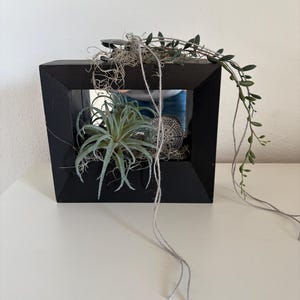 gummibaum günstig kaufen Gummibaum Belize 55 cm kaufen – Pflanzen online kaufen