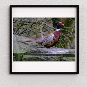 Pheasant game bird photo wall art, cute pheasant fowl shot photograph picture print, unframed