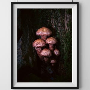 May include: A cluster of pink mushrooms growing on a tree trunk in a dark woodland setting.
