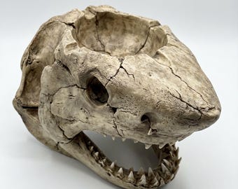 メガロドンザメの頭蓋骨型灰皿 - ゴシック/インダストリアル/ヴィンテージ/航海風装飾 - 喫煙者へのオリジナルギフト